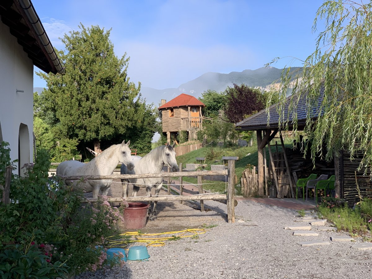 Our Owlery is constructed of 7 different local woods, has 5 walls and you will need to count the number of owls inside as it constantly changes..