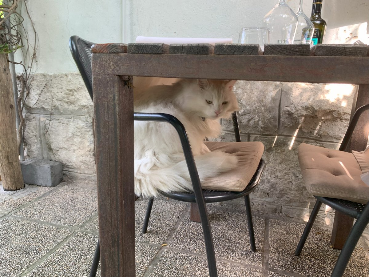 Check out this fluffy white cat we met at a very nice Michelin restaurant not so far from the Lodge.. Check out this fluffy white cat we met at a very nice Michelin restaurant not so far from the Lodge..
