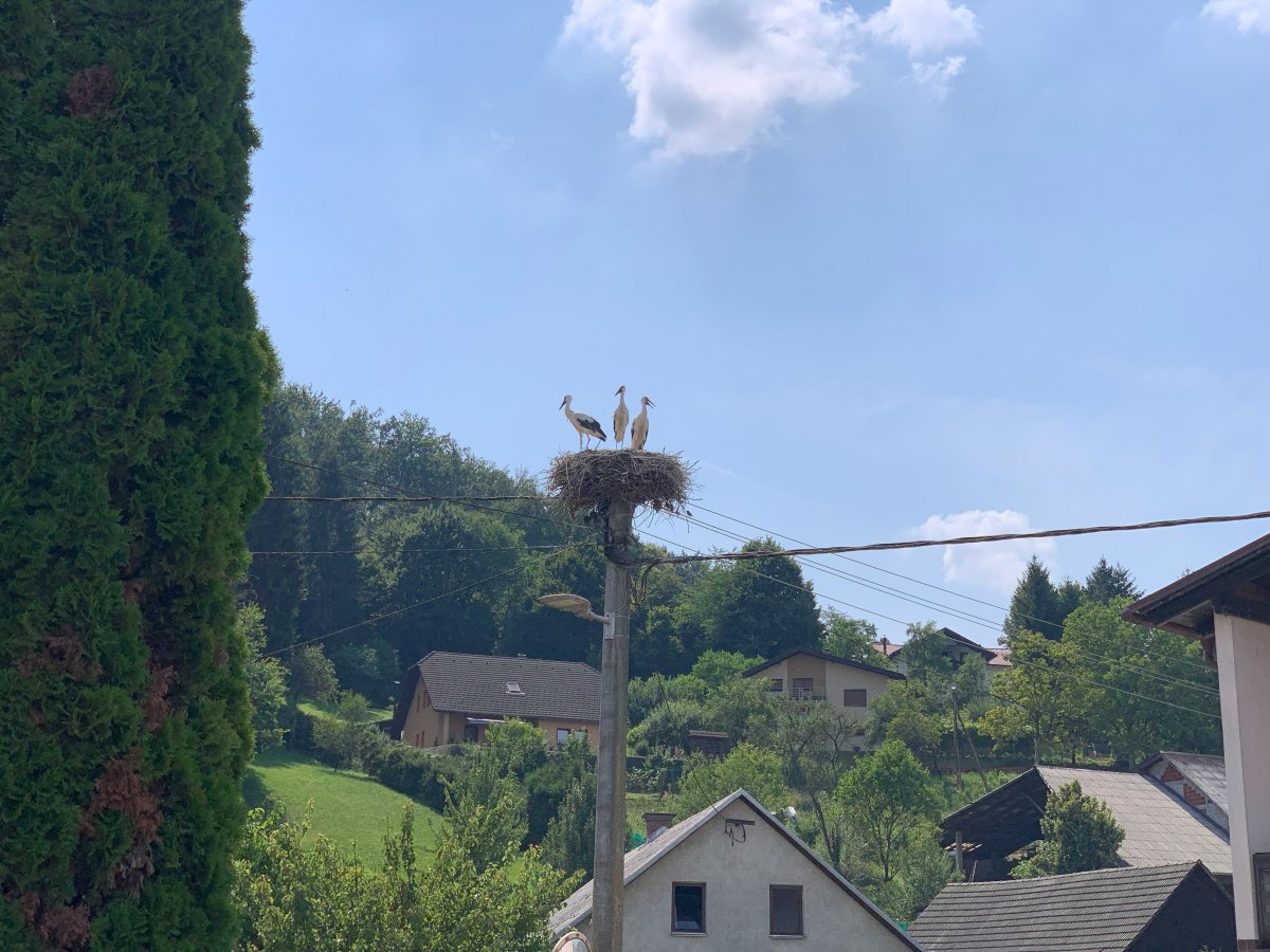 Check out these 3 baby storks waiitng for their take out food order.. They are so big they must be really close to leaving the nest.. Check out these 3 baby storks waiitng for their take out food order.. They are so big they must be really close to leaving the nest..
