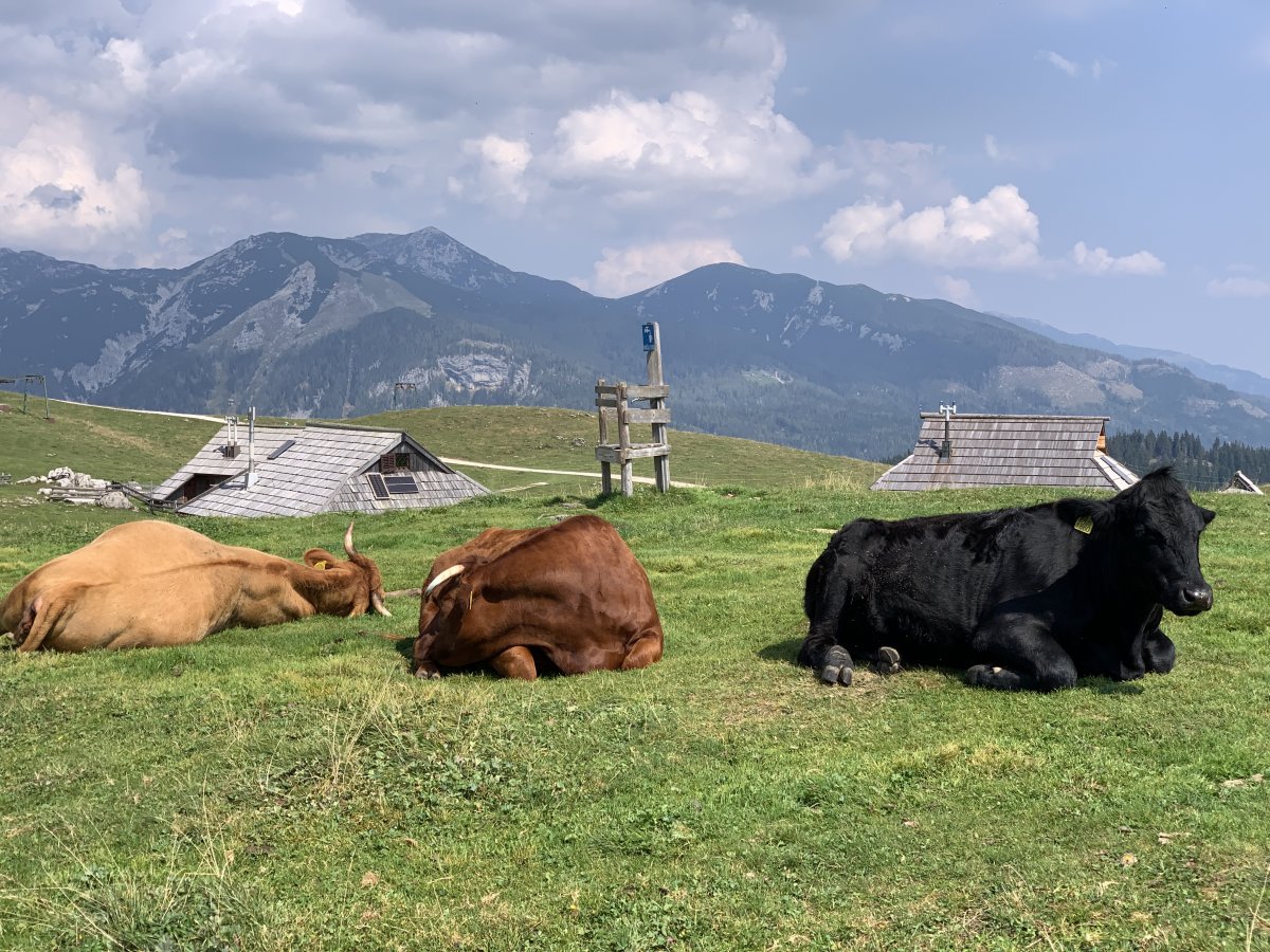 These ladies were taking it easy on top of Velika Planina, which is a fab mountain you can go up by cable car.. These ladies were taking it easy on top of Velika Planina, which is a fab mountain you can go up by cable car..