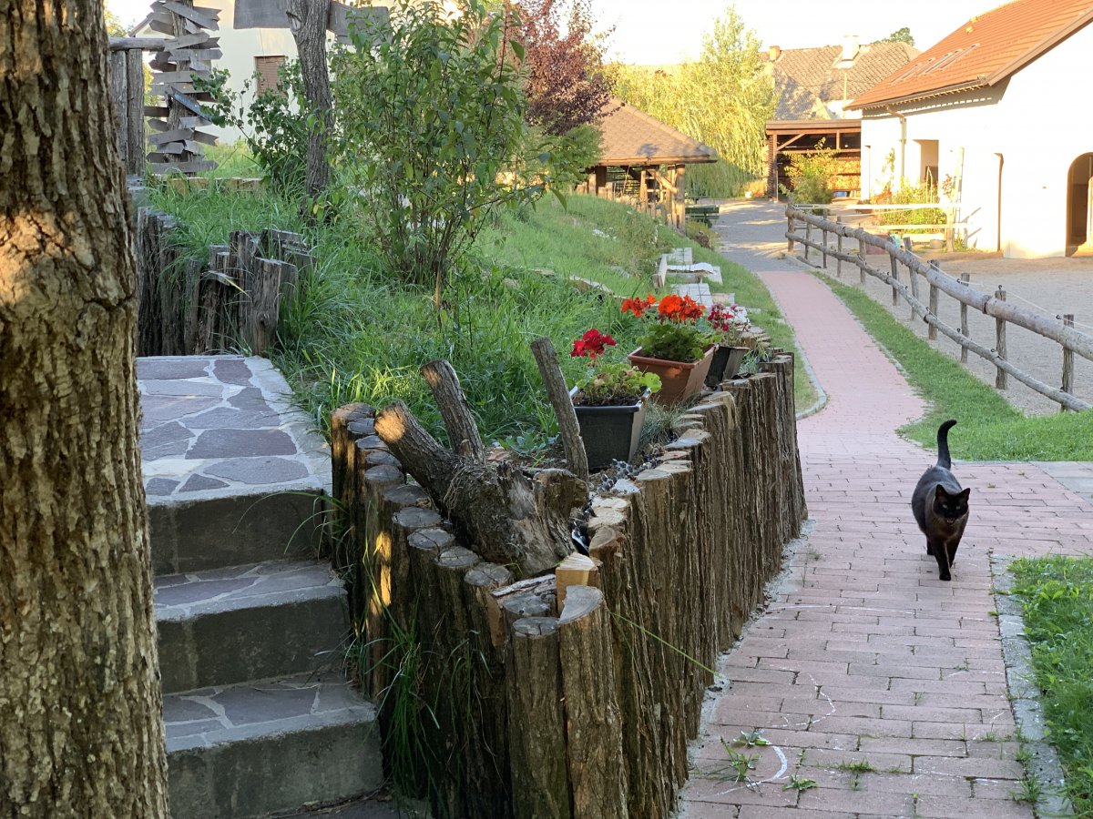 If Jason is coming to see you, be prepared for plenty of purrs and smooths.. If Jason is coming to see you, be prepared for plenty of purrs and smooths..