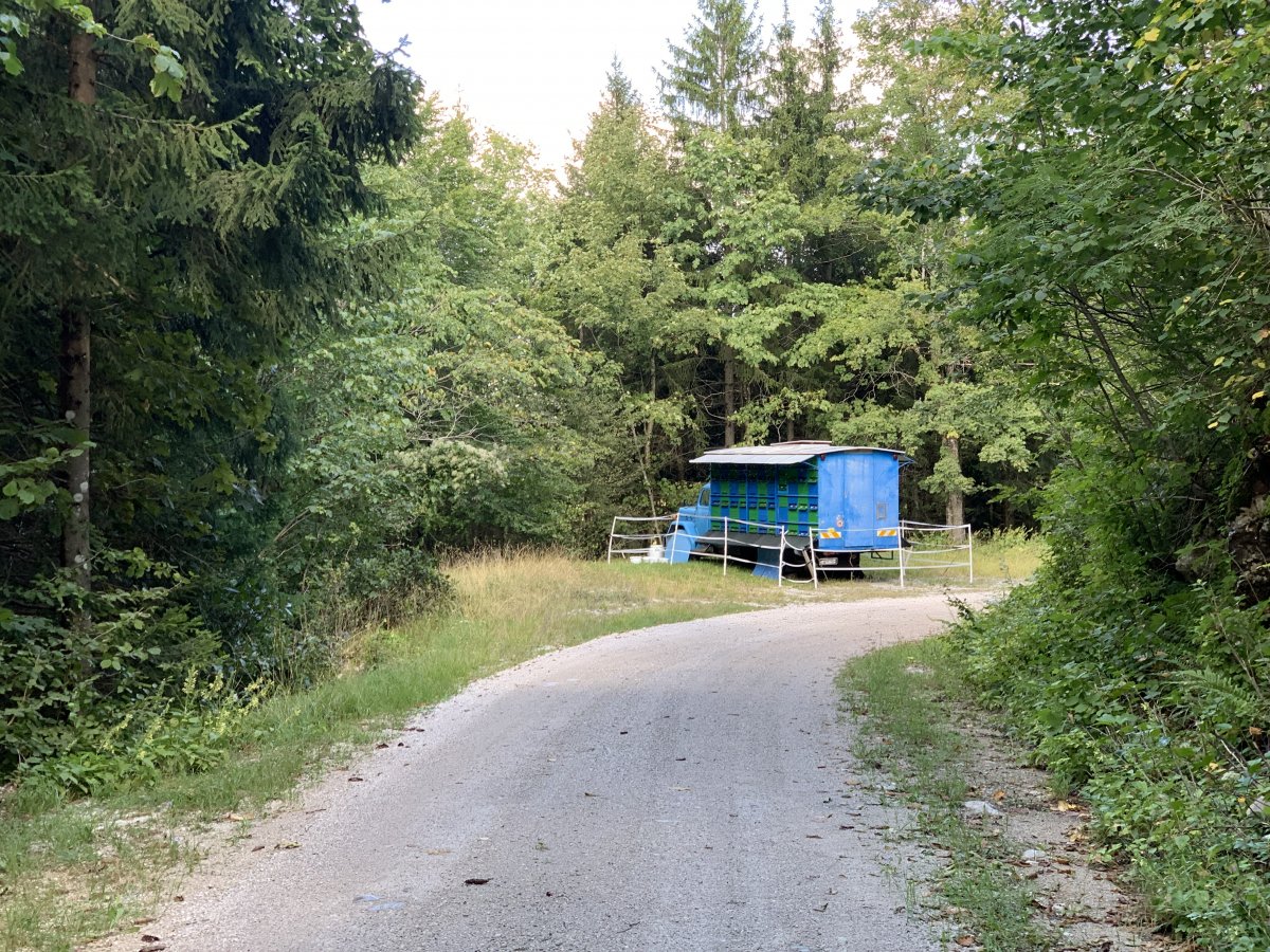 You can see these mobile bee hives all over the place, this on is on a biking track on local mount Nanos.. You can see these mobile bee hives all over the place, this on is on a biking track on local mount Nanos..
