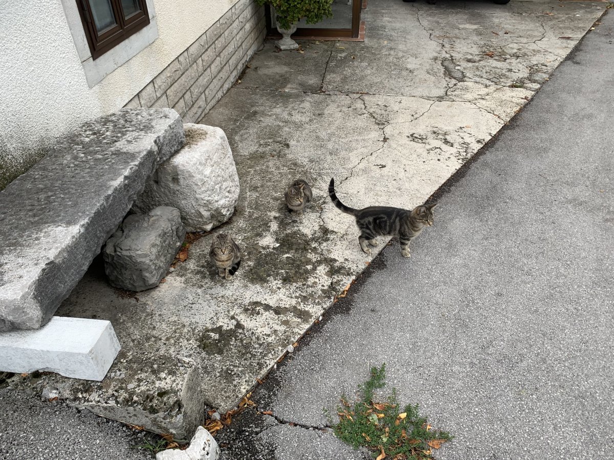 We met these little kittens in a village in the Brkini.. We met these little kittens in a village in the Brkini..