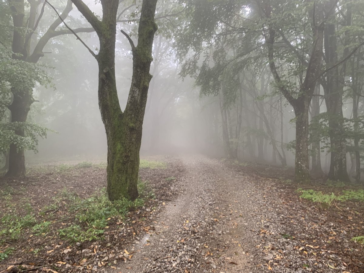 A misty scary enchanted forest on a hike in the Brkini.. A misty scary enchanted forest on a hike in the Brkini..