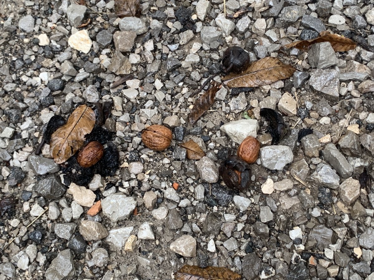 Slovenian Fast Food.. Natural walnuts.. Slovenian Fast Food.. Natural walnuts..