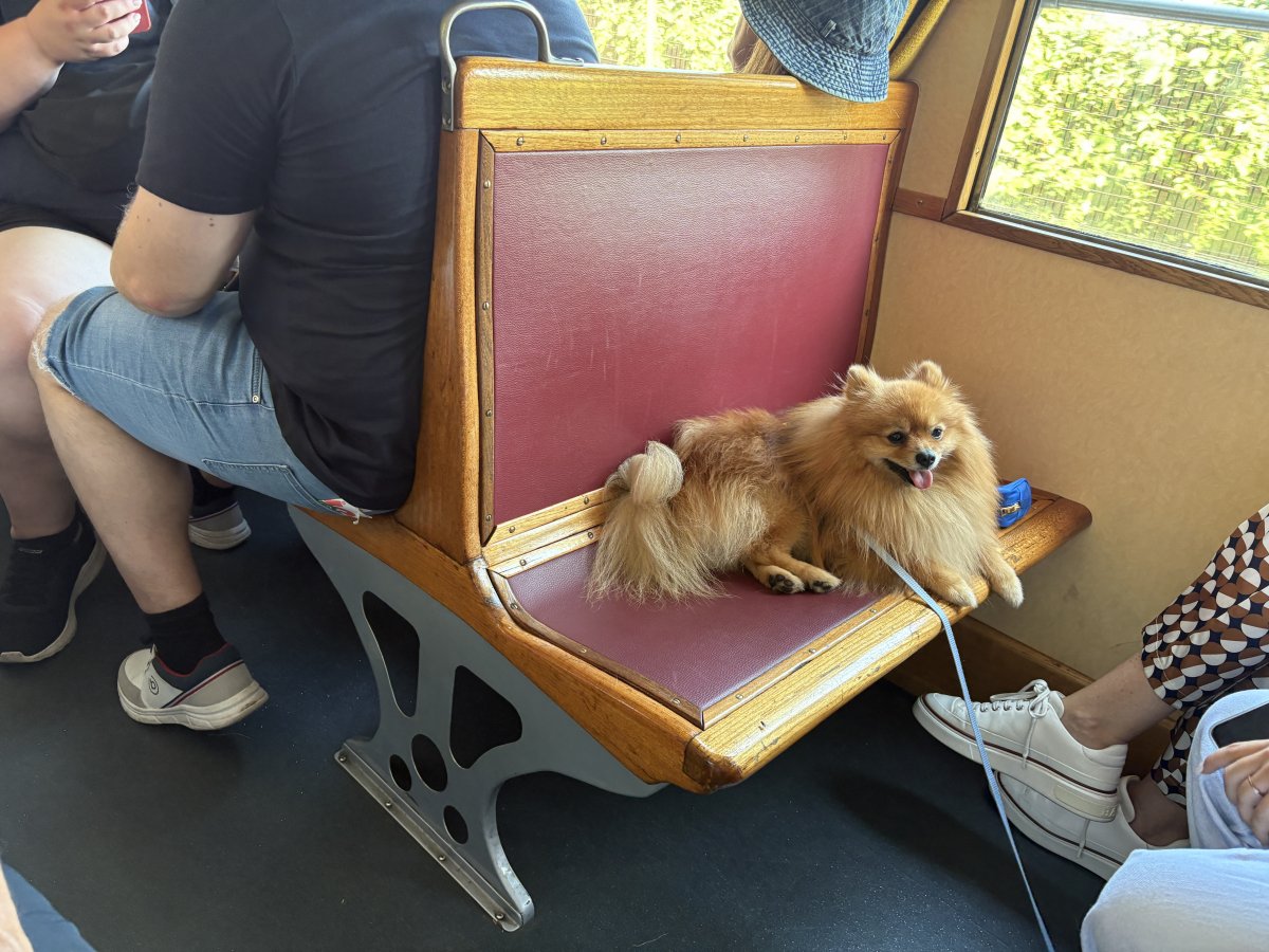 This is not a cushion, it is a dog on the wonderful tram going down the cliffs from Opcine to Trieste.. This is not a cushion, it is a dog on the wonderful tram going down the cliffs from Opcine to Trieste..
