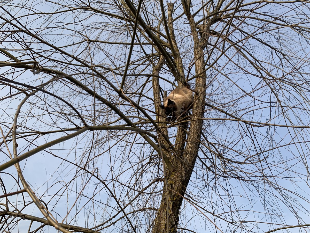 Poppet doing a spot of climbing.. again.. Poppet doing a spot of climbing.. again..