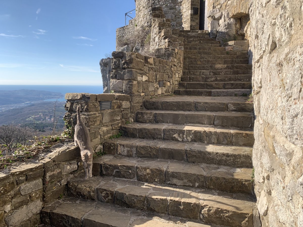 We met this friendly, gymnastic cat at a castle looking over the Adriatic sea and three different countries.. Italy, Slovenia and Croatia.. We met this friendly, gymnastic cat at a castle looking over the Adriatic sea and three different countries.. Italy, Slovenia and Croatia..