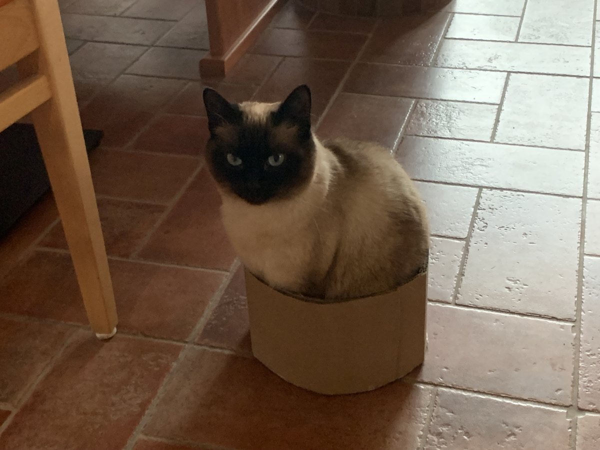 This is waht happened when we persuaded Poppet to be a chess piece in our giant cat chess game.. This is waht happened when we persuaded Poppet to be a chess piece in our giant cat chess game..