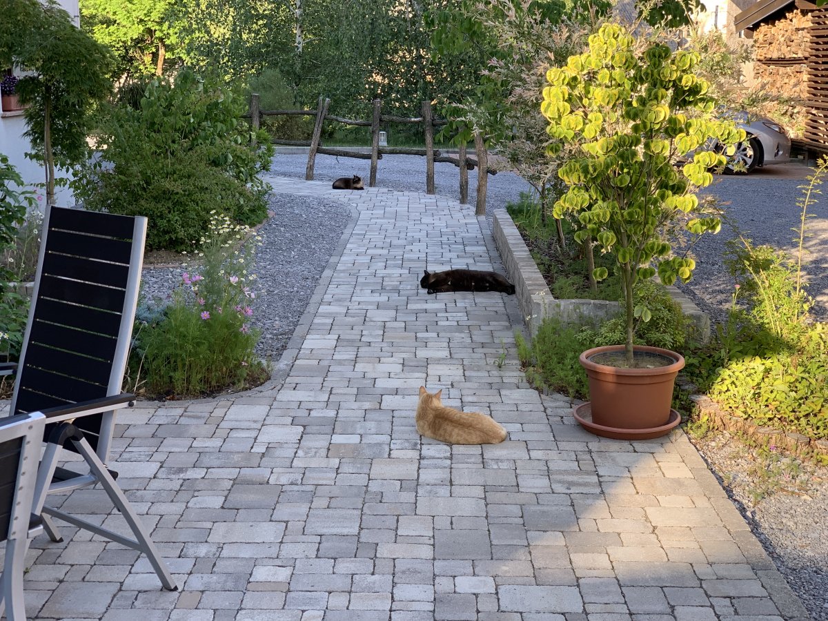 Guests must carefully smooth each cat on their way into the Lodge from the car park.. Guests must carefully smooth each cat on their way into the Lodge from the car park..