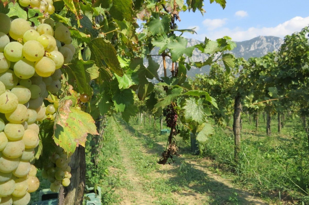 Order Slovenian Wine directly to your front door!