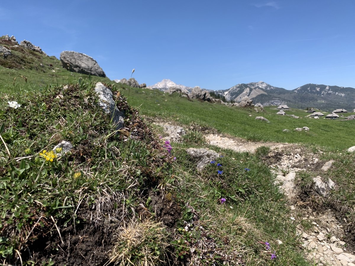 the month of May is your best bet to see a colourfest of Alpine flowers..