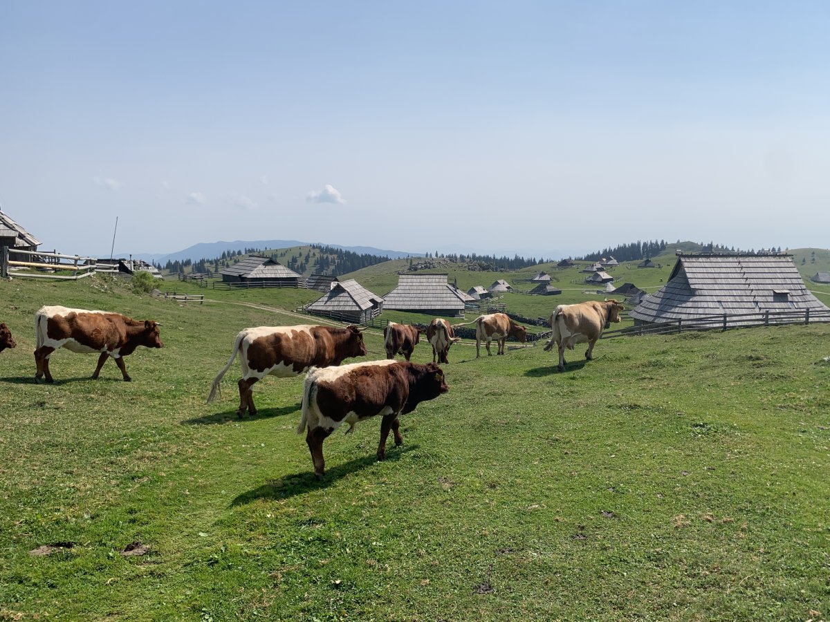 Perfect conditions on Velika Plania, with the cows and just one little cloud drifting past..