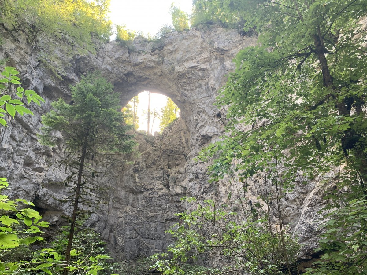 This tree looks tiny from up above and then you get to walk down here..EPIC..
