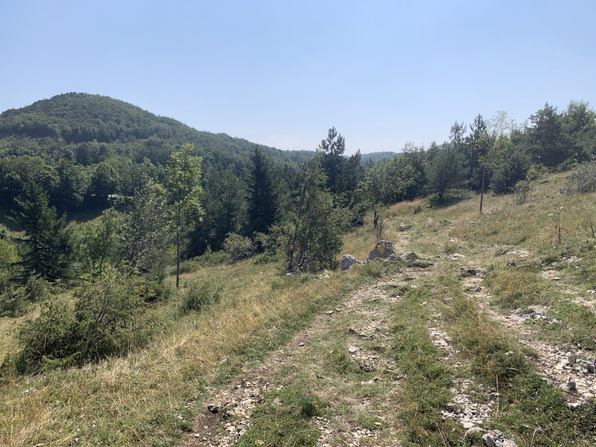 the path widens out to cow fields on the way to the huge cliff..