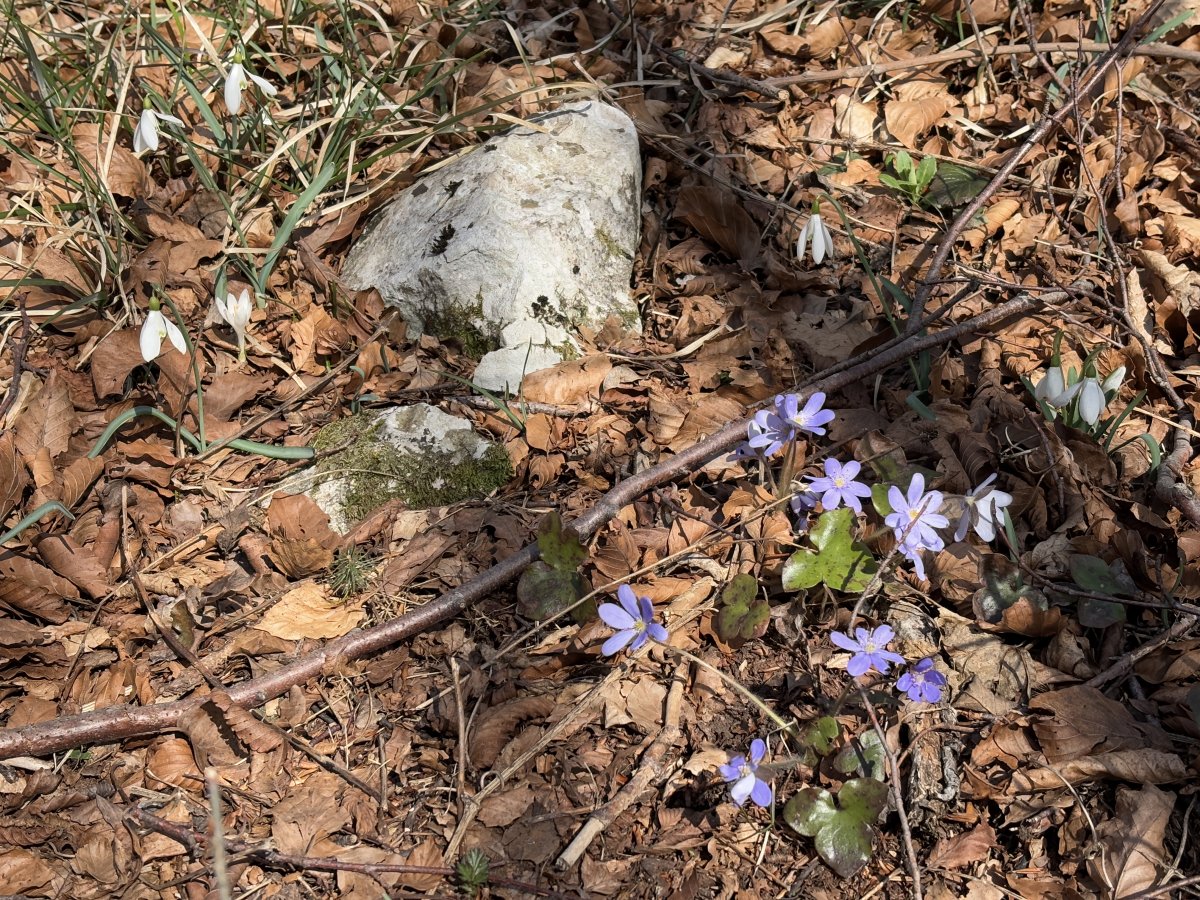 Spring flowers were popping up all over the place..