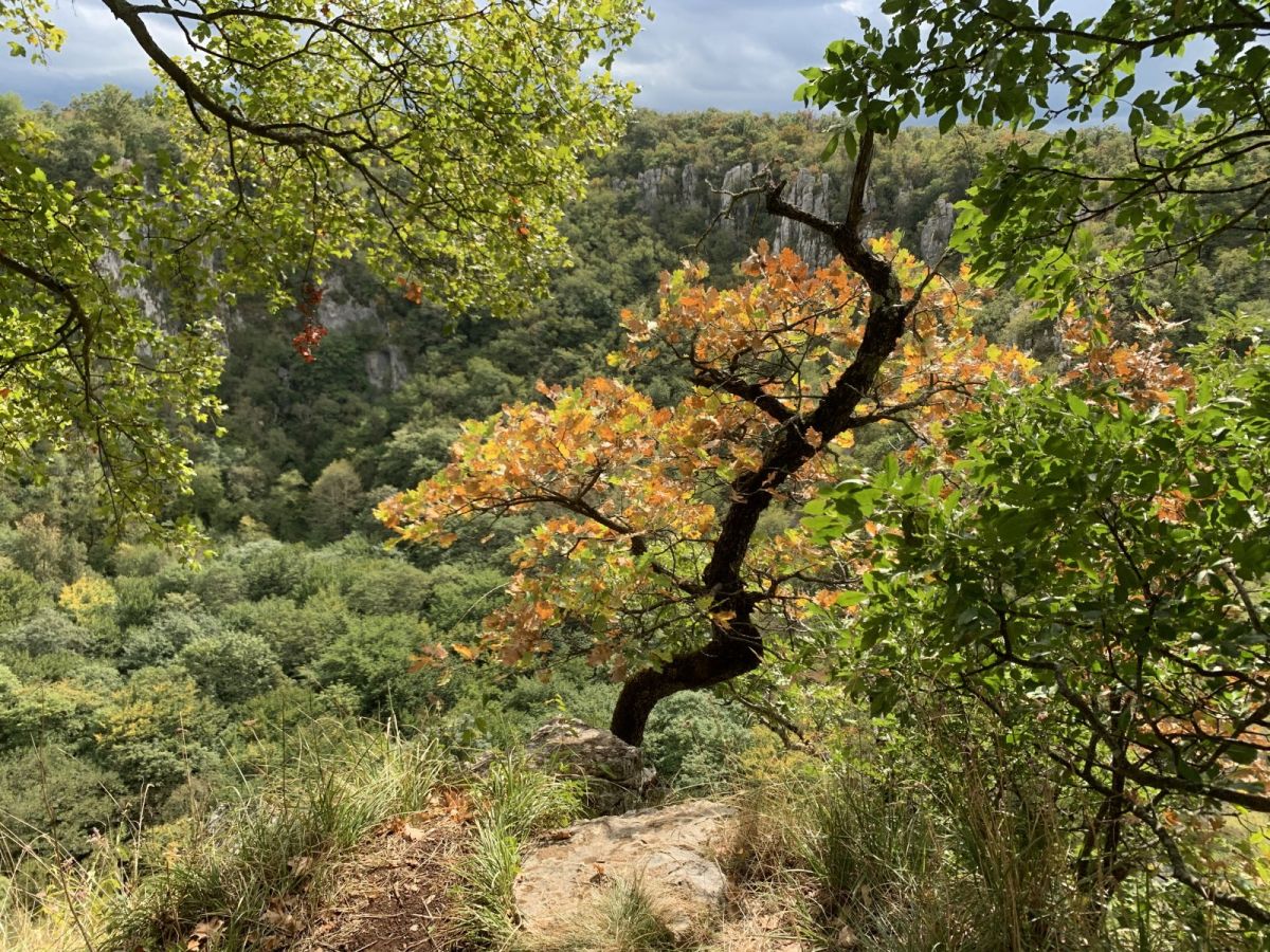 first signs of autumn on top of the massive Divaca Karst crater..
