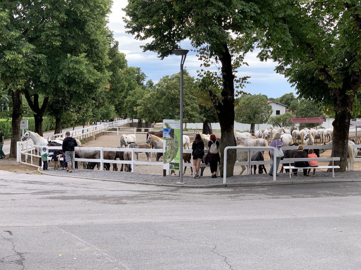 inside Lipica, plenty of black baby Lipizzaners to see.. inside Lipica, plenty of black baby Lipizzaners to see..