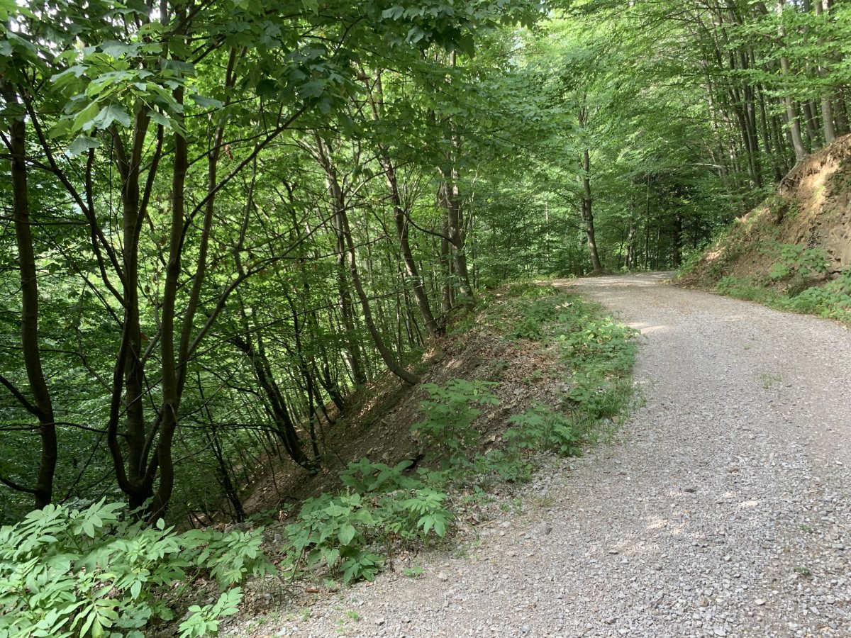 final forest section before Nanos..