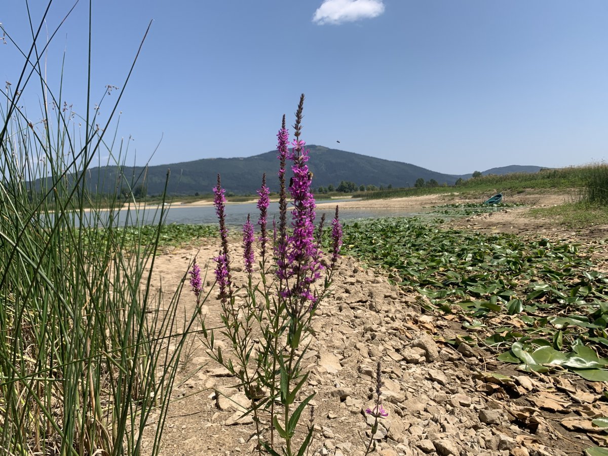 A. Cerknica Disappearing Lake & the Rock Valley..