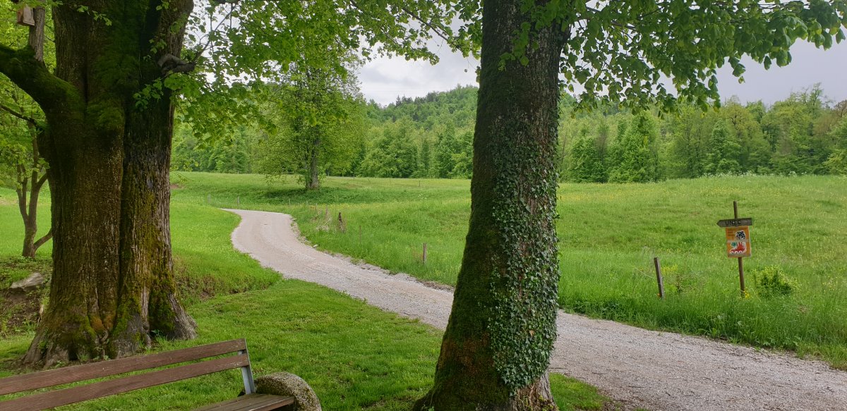 perfect stone tracks all over the place to ride on this route..