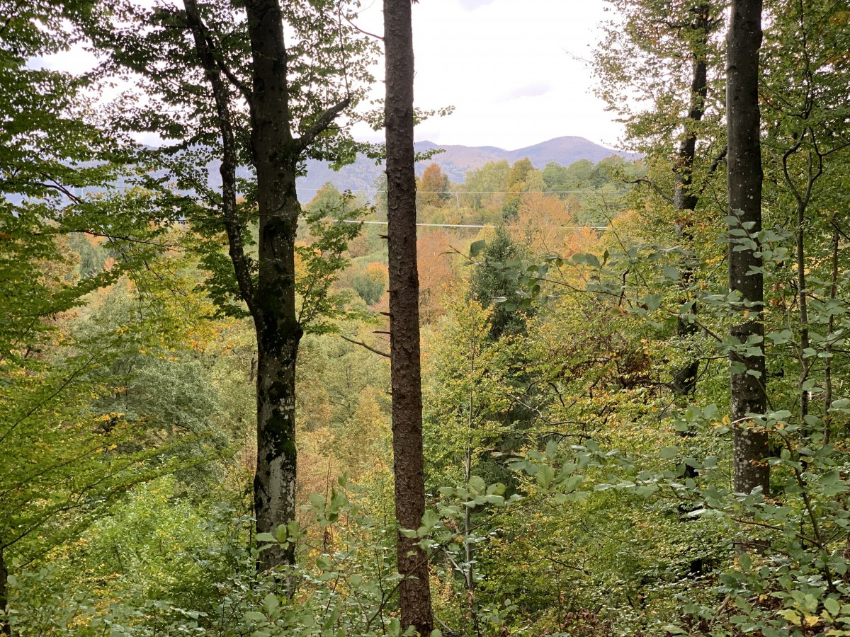 view from the forest to Nanos mountain..