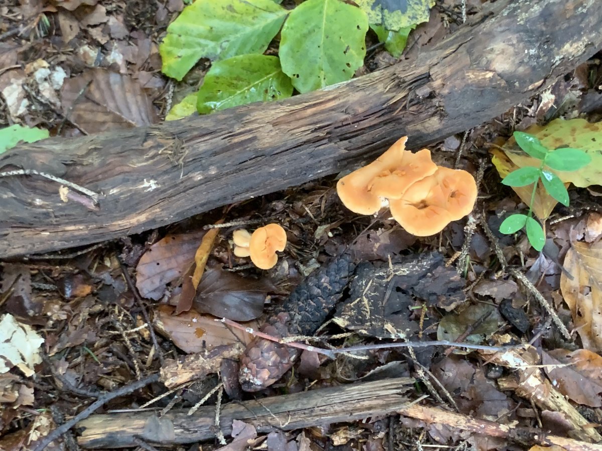 maybe chanterelles, maybe not..