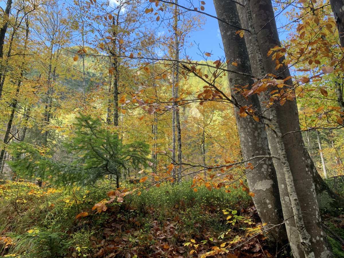 Autumn does not get better than this folks..