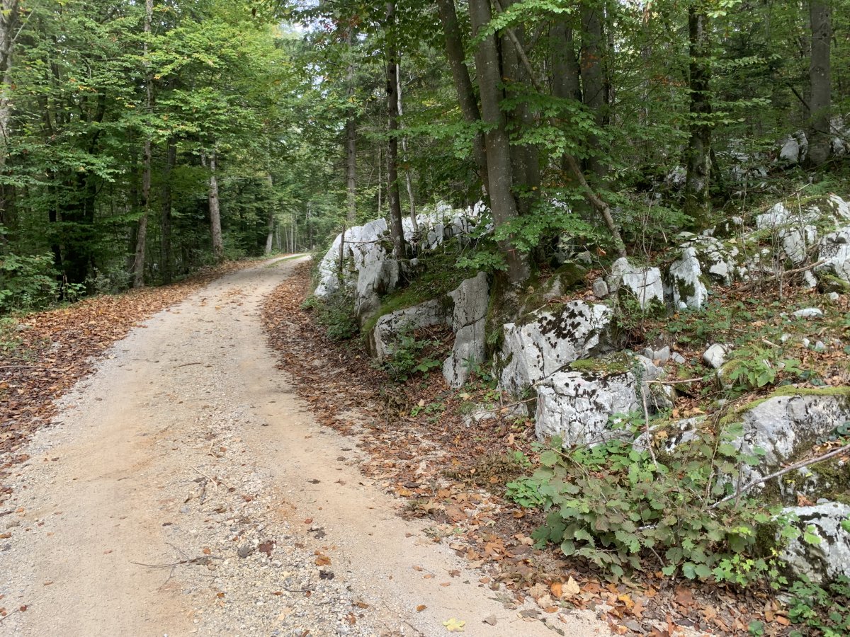 if you choose to do the loop up into the forest back to Laze you can get this amzing taste of a typical Green Karst forest..