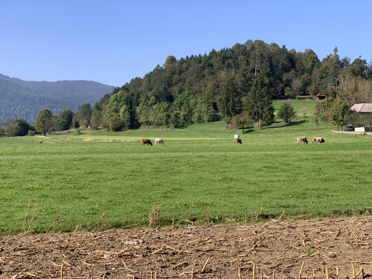 Cows and horses graze on the lakes lush green grass in the summer..