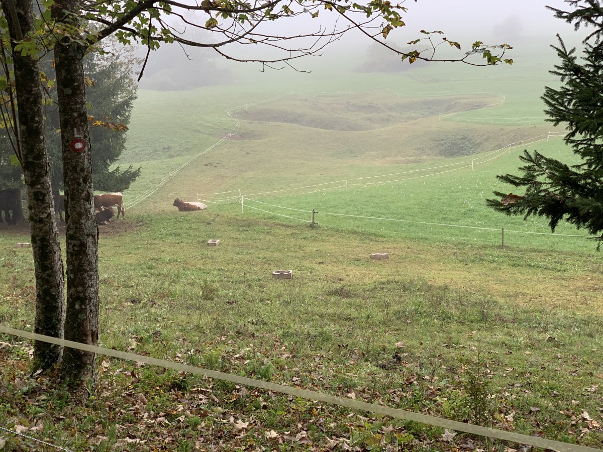 You get to see lots of sinkholes in the lake from the bike path.. and some cows..
