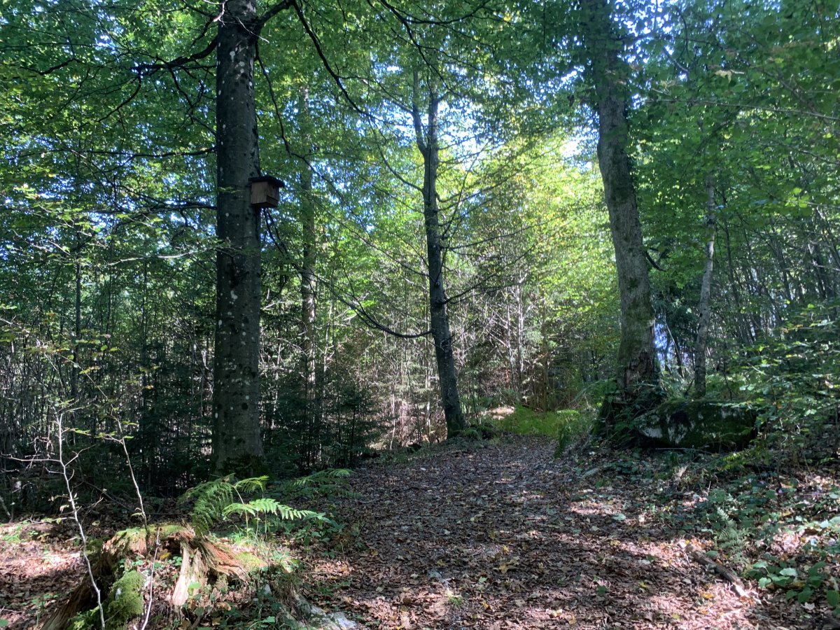 On this unique forest trail you are accompanied by signs and bird boxes all the way.. On this unique forest trail you are accompanied by signs and bird boxes all the way..