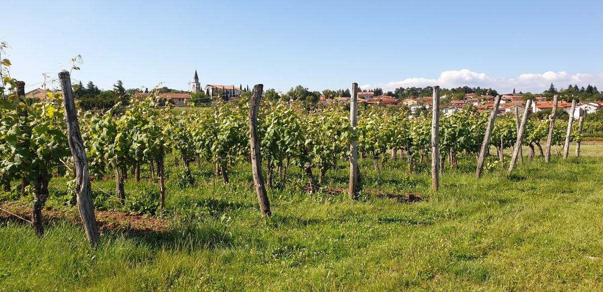 Vines grow outside the pretty Red Karst town of Komen..