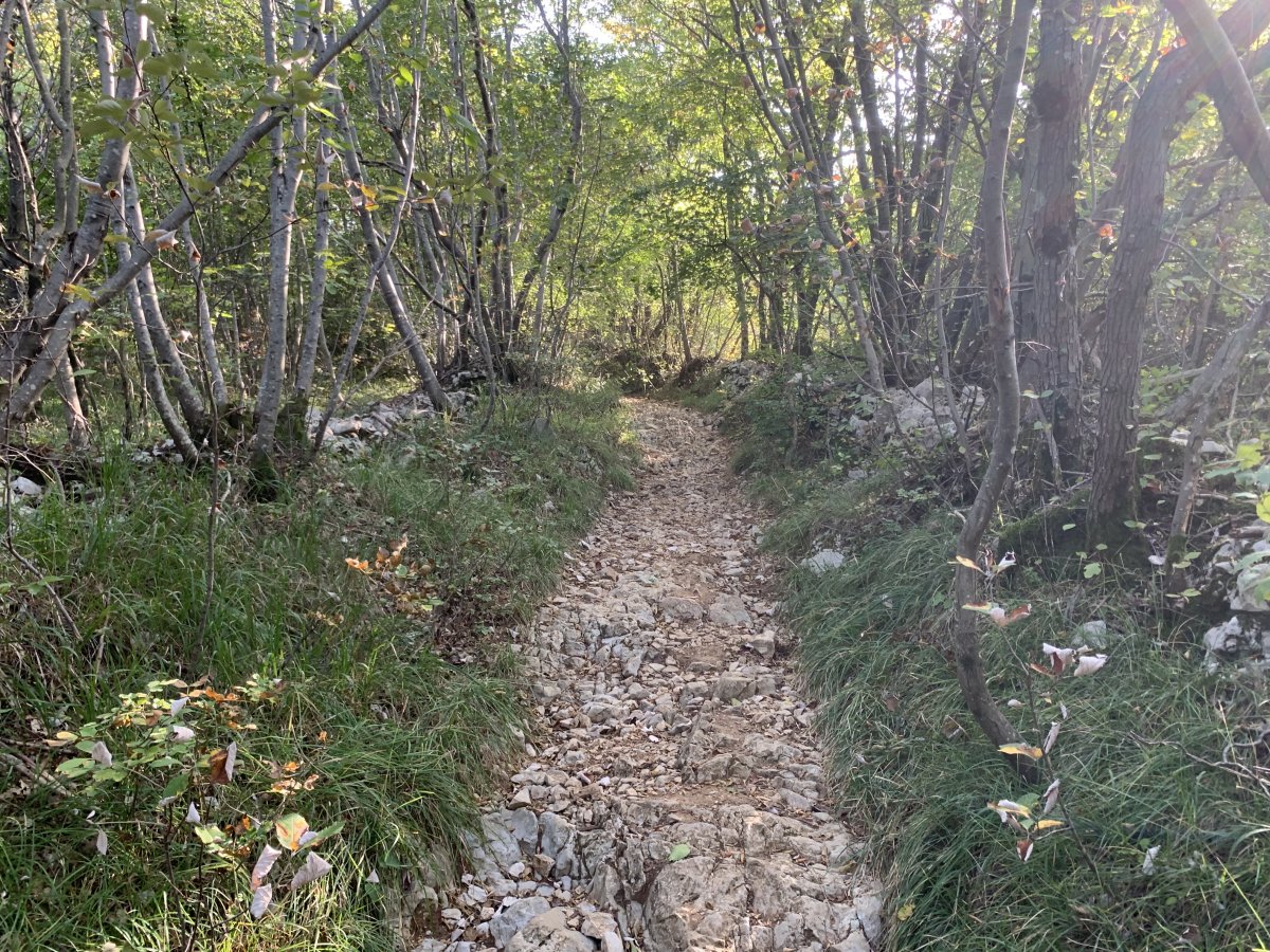 You might be the only people on this little secret Forest track.. You might be the only people on this little secret Forest track..