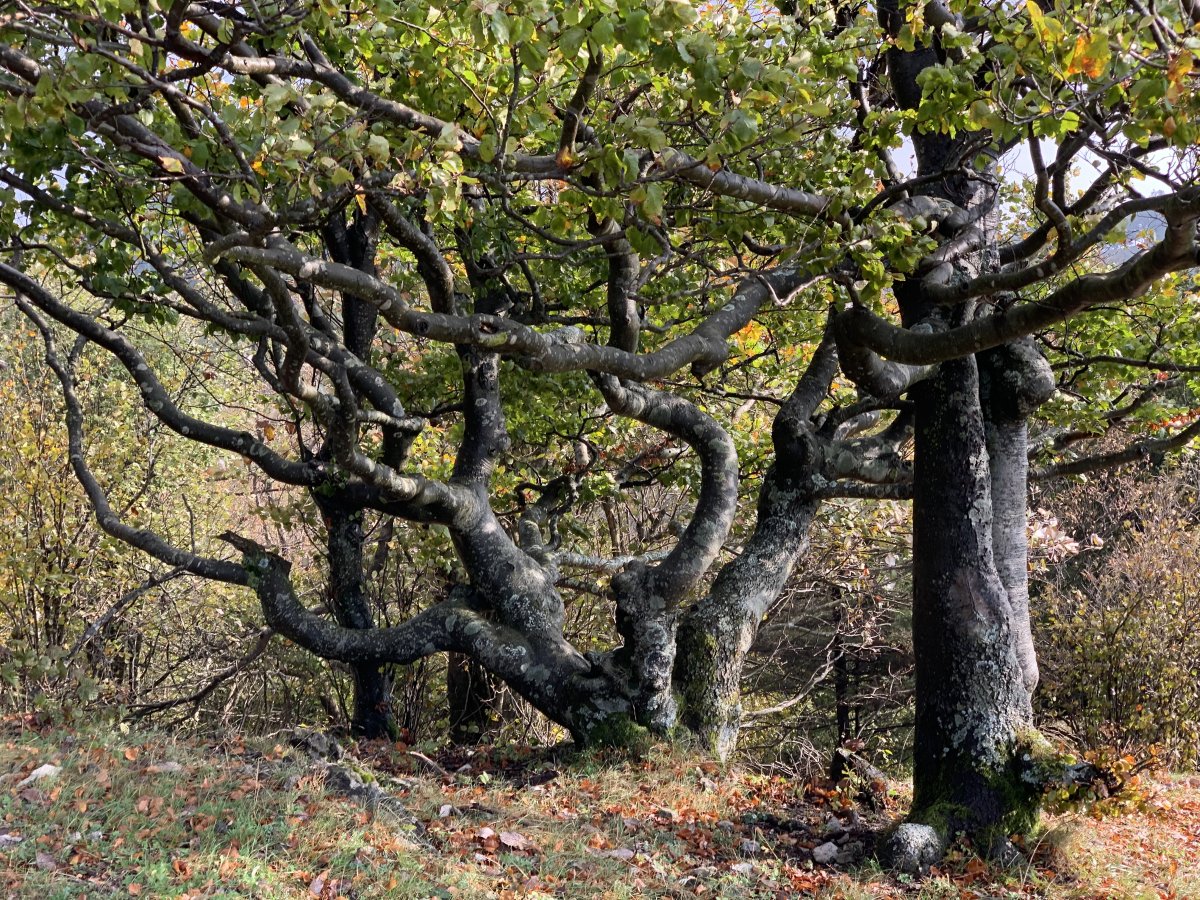 Fantasy tree on top of Planina Gora..