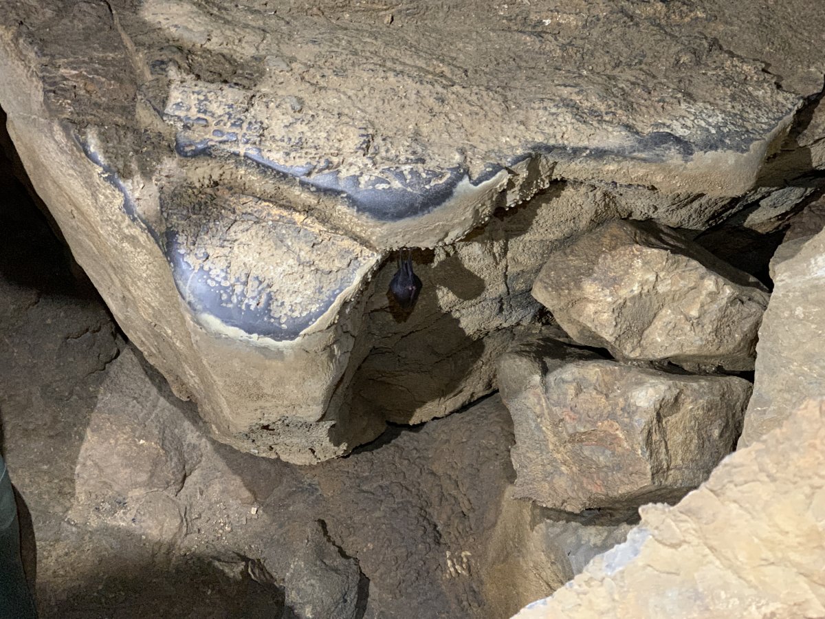 a bat fast asleep in the depths of the cave..