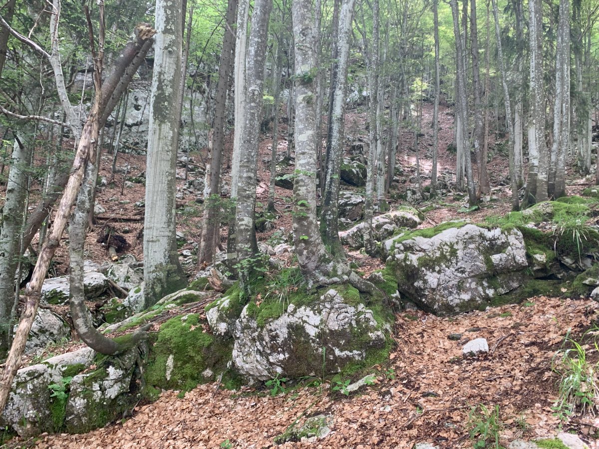 Beautiful Karst rock forest on the hike up..