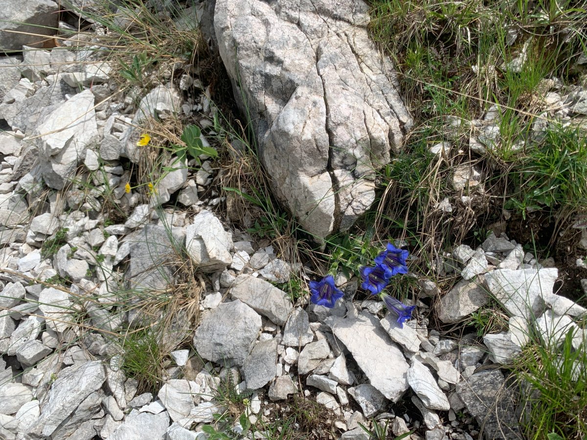 rock flowers..