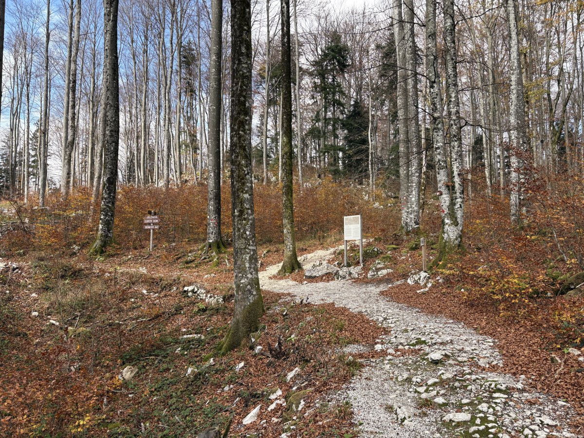BASE 20 WW2 Partisan Camp