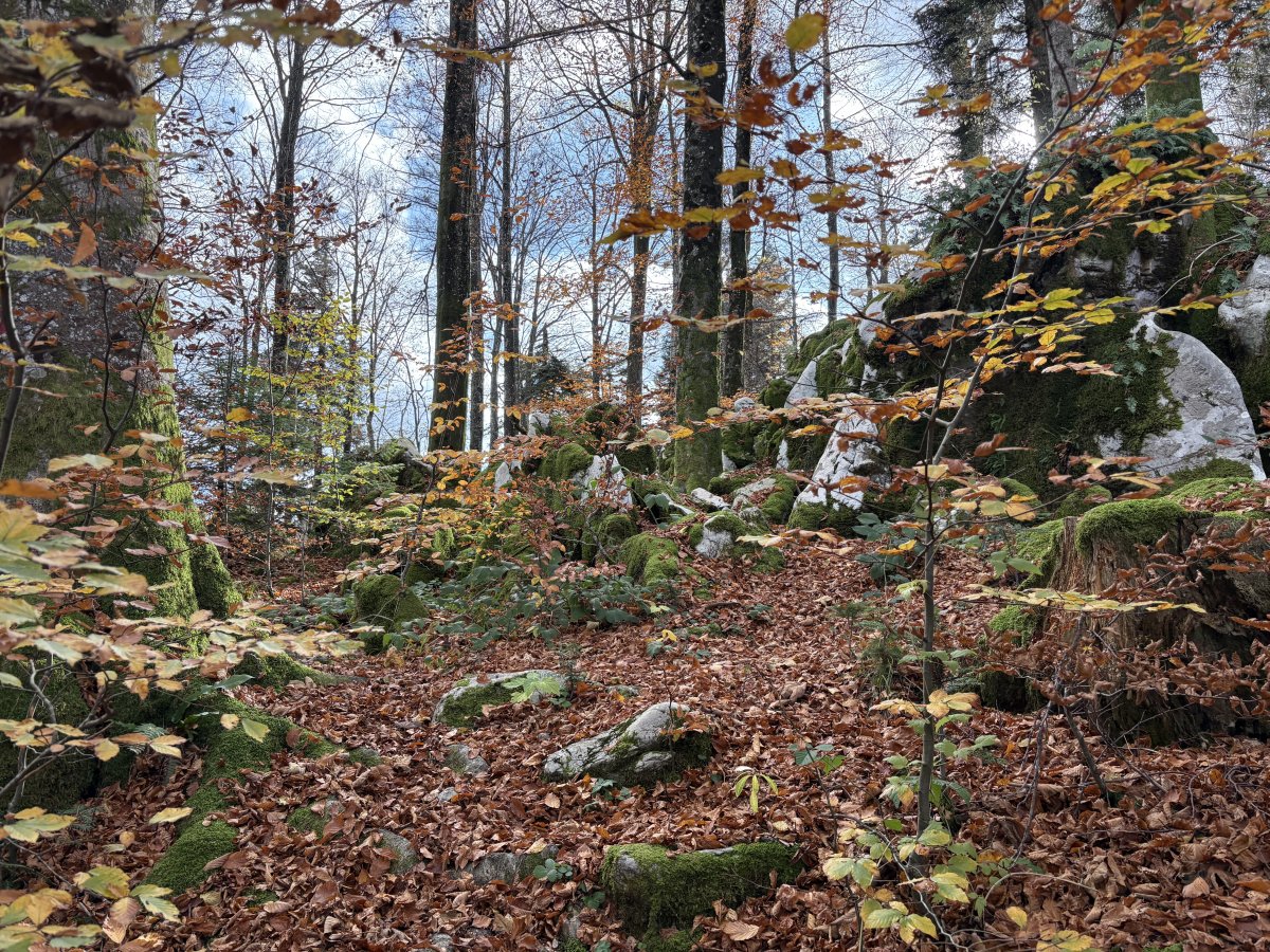 BASE 20 WW2 Partisan Camp