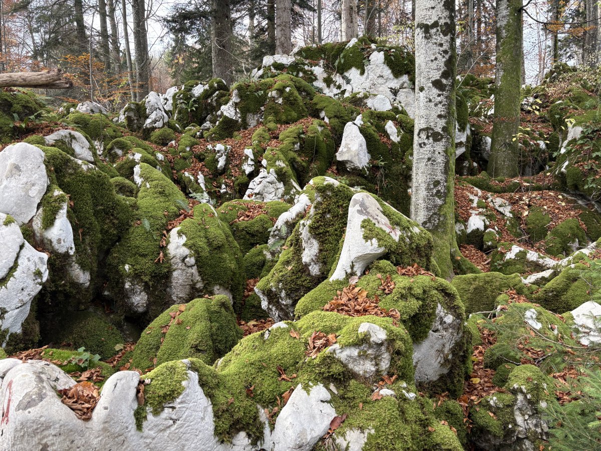 BASE 20 WW2 Partisan Camp