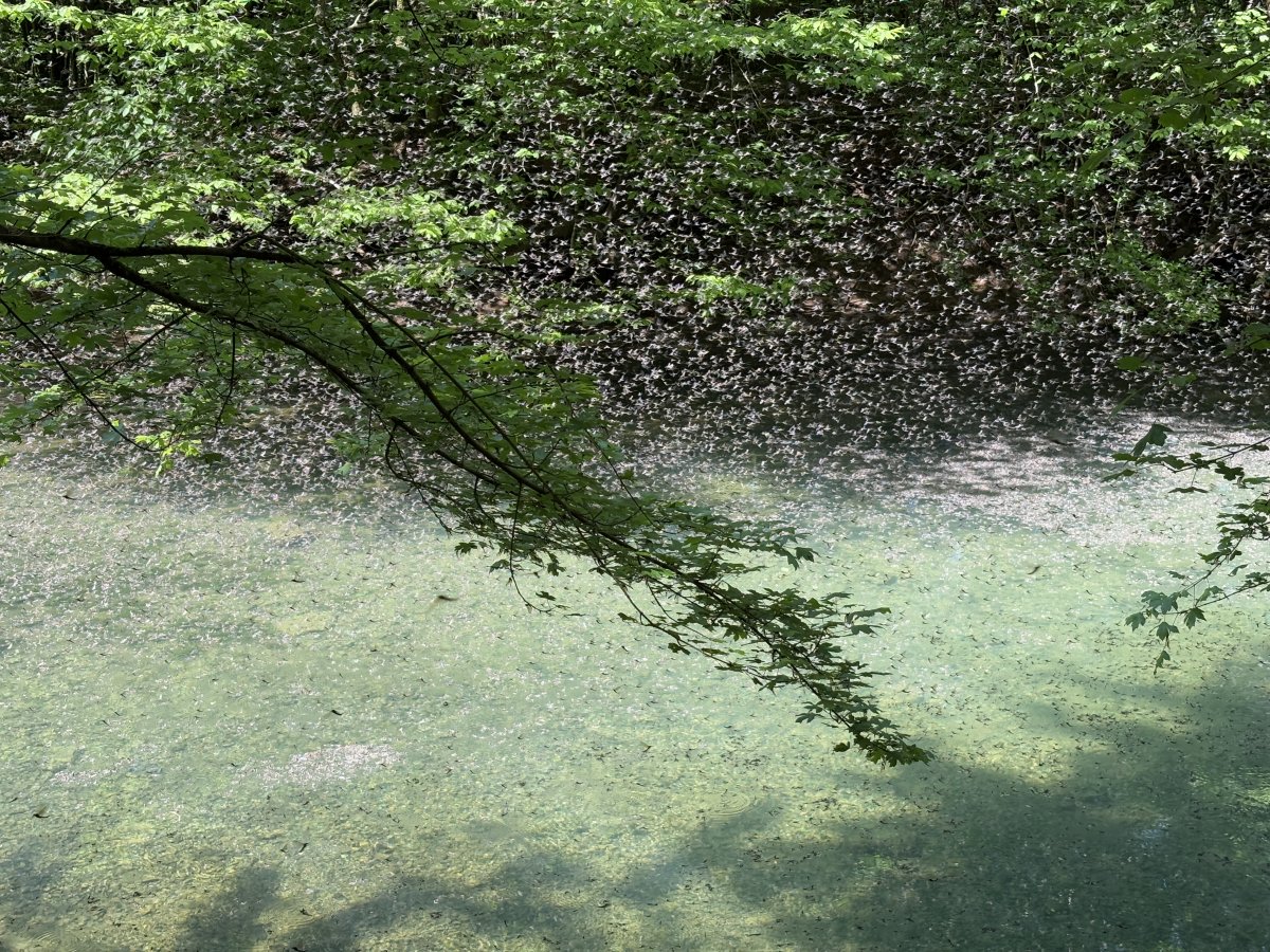 We were literally standing next to the water and not one mayfly touched us, they had other things on their mind..