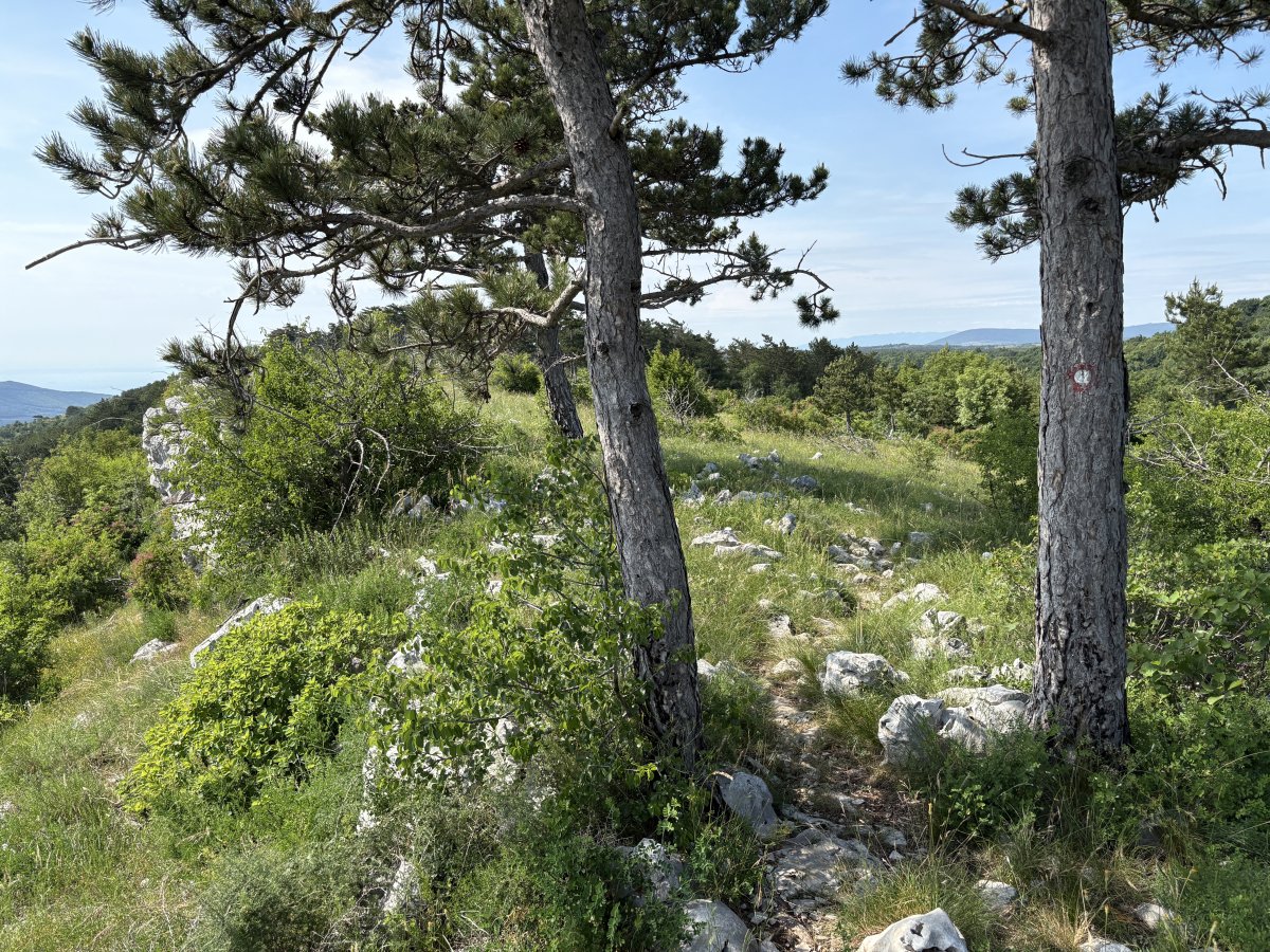 This is where the Karst stops and the pine trees up here on the cliff are smaller than further inland..