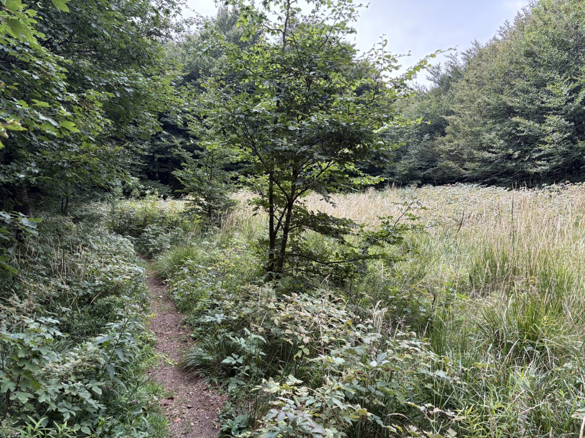 You would not believe that this big, flat forest meadow is right on the top of Nanos, about 1,200m up..