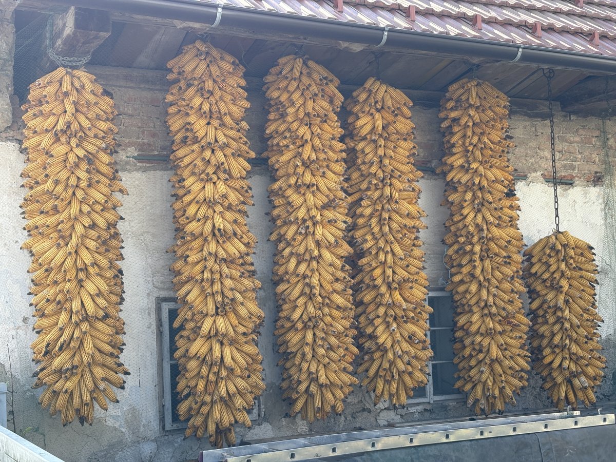 If you drove to the Island, you would miss local sights like these sweetcorn stacks, only visibubble on the hike out..