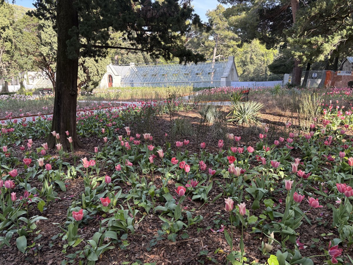 Stunning tulip garden and a big greenhouse.. Stunning tulip garden and a big greenhouse..