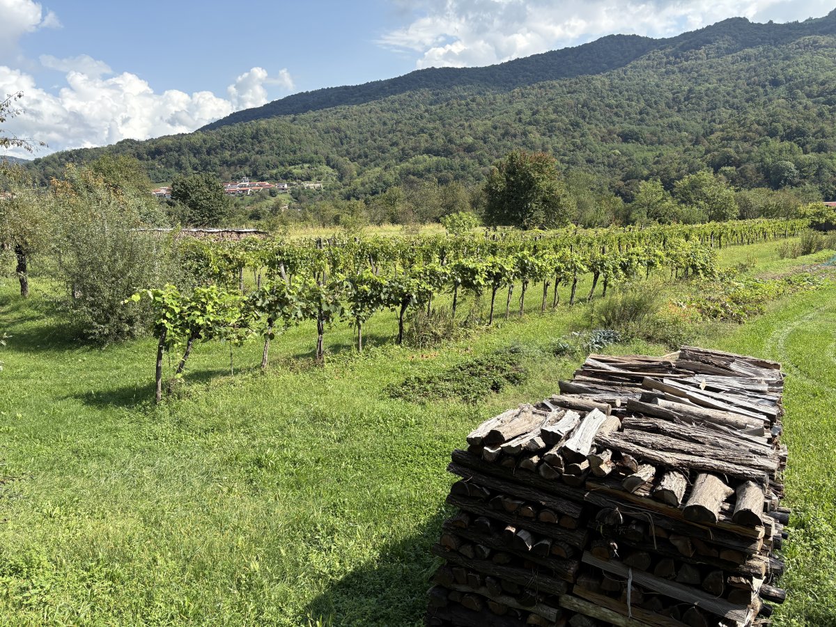 The Lower Soca Valley is NOT a wine region, but try telling these riverside grapes, maybe they think they are just inside the border of BRDA.. The Lower Soca Valley is NOT a wine region, but try telling these riverside grapes, maybe they think they are just inside the border of BRDA..