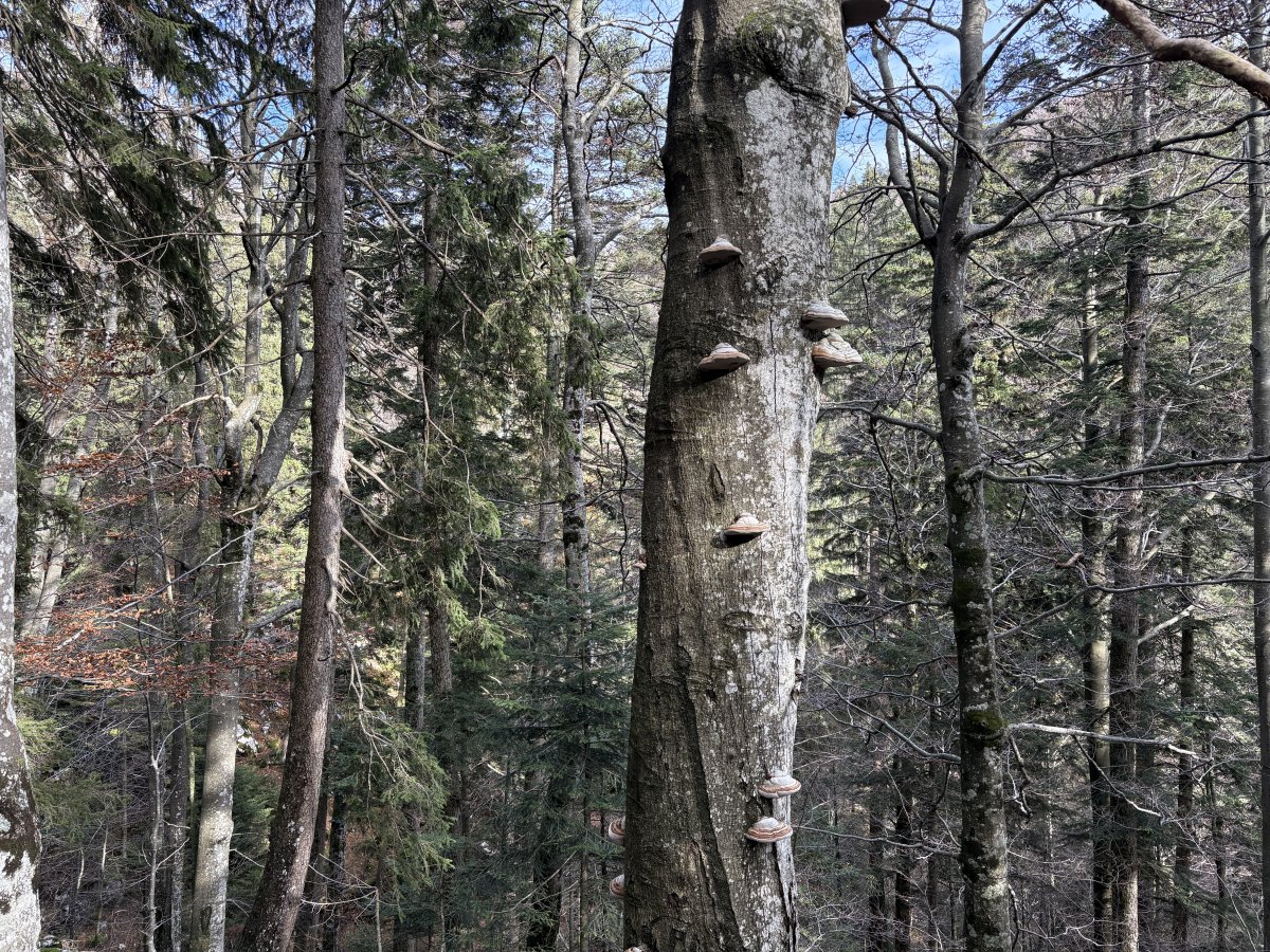 This tree had funghi all the way up like an escalator..