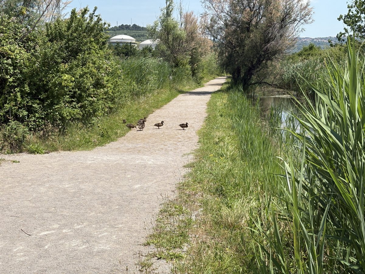 A quacking place to cross the path.. A quacking place to cross the path..