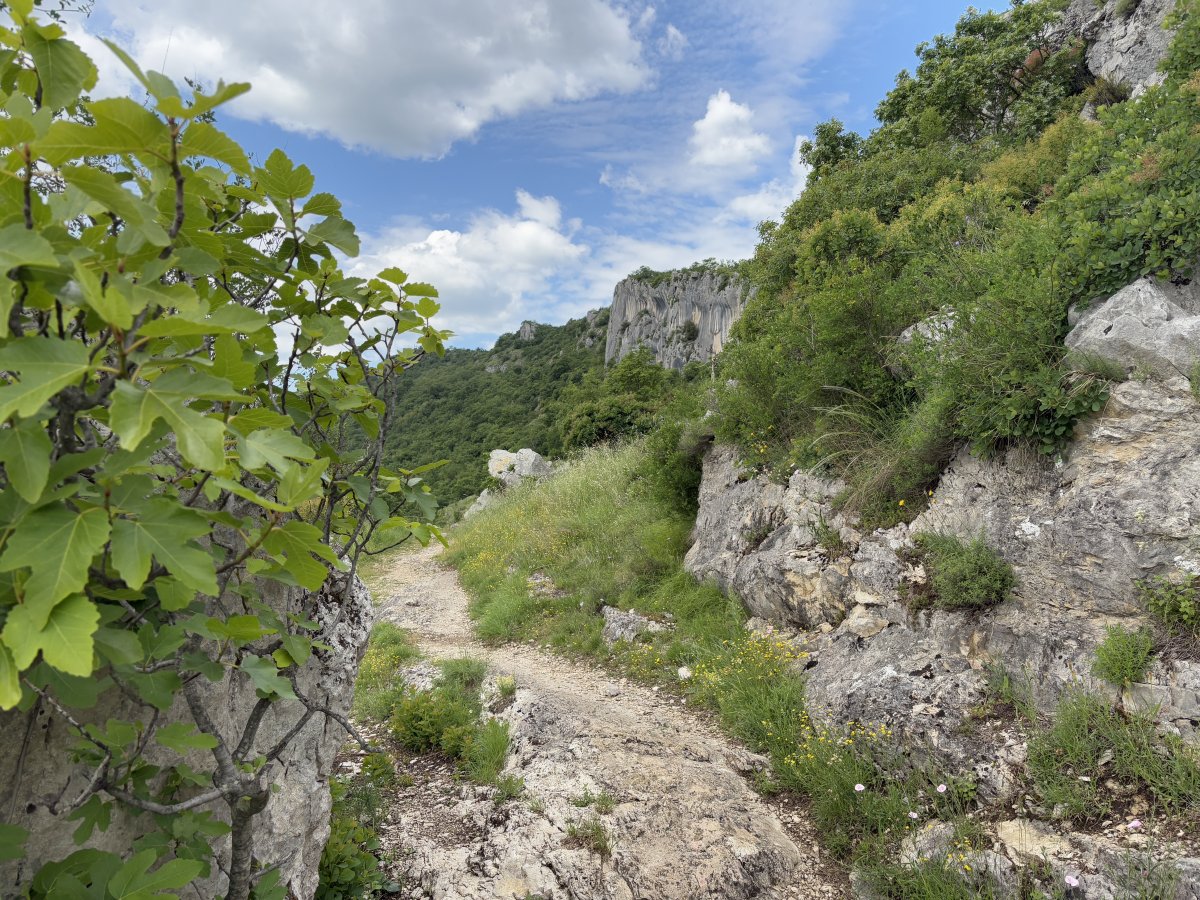 The giant Istrian Elepahant Ears are just around this corner, one hour into the hike..